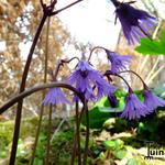 Soldanella montana - Alpenklokje