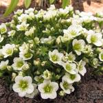 Saxifraga x arendsii 'TOURAN White' - Steenbreek