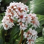 Bergenia 'Britten' - Schoenlappersplant