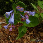 Mertensia virginica - Amerikaans klokje, Virginisch longkruid