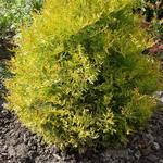 Thuja occidentalis 'Rheingold' - Westerse Levensboom