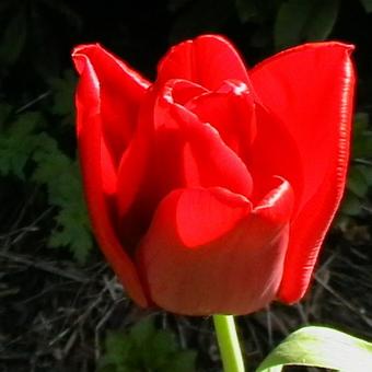 Tulipa 'Seadov'