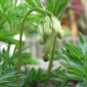 Dicentra formosa 'Aurora'