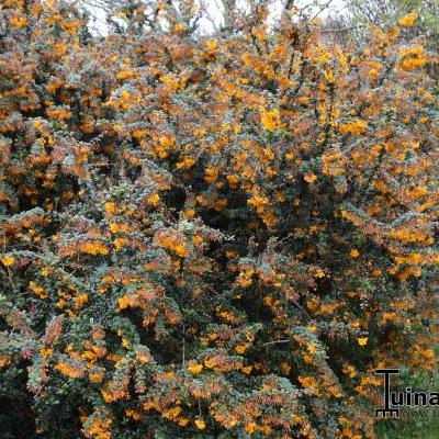 Zuurbes , Darwins zuurbes - Berberis darwinii