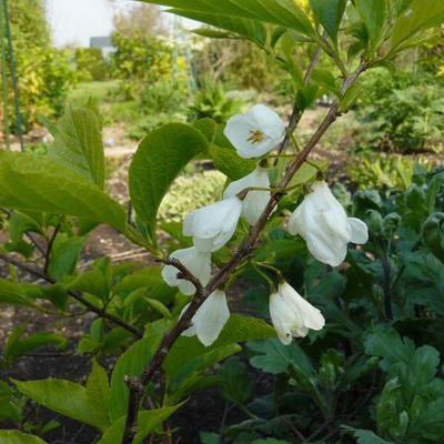 Sneeuwklokjesboom - Halesia carolina