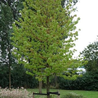 Liquidambar styraciflua 'Worplesdon'