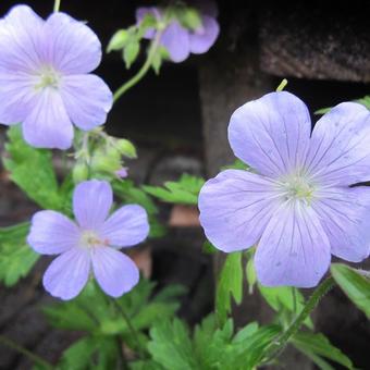 Geranium maculatum 'Chatto'