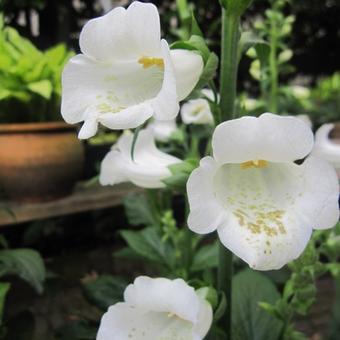 Digitalis purpurea 'Gloxiniiflora'