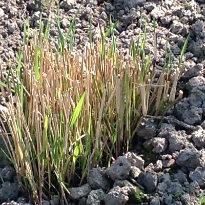 Vingergras - Panicum virgatum 'Prairie Sky'