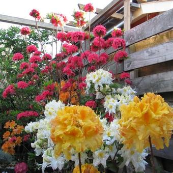 Rhododendron  'Homebush'