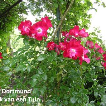 Rosa 'Dortmund'