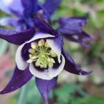 Aquilegia vulgaris 'WINKY Blue-White' - Akelei