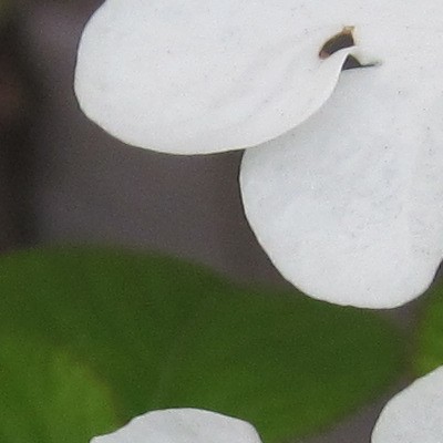 Japanse sneeuwbal - Viburnum plicatum 'Kilimandjaro'