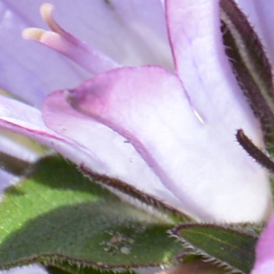 Klokjesbloem - Campanula glomerata 'Caroline'