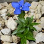 Gentiana verna 'Angulosa' - Gentiaan