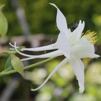 Aquilegia 'Kristall'