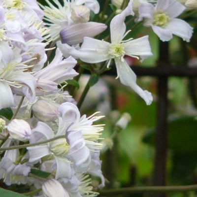 Bosrank - Clematis x jouiniana 'Mrs.Robert Brydon'