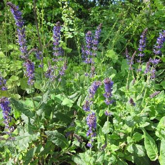 Salvia x sylvestris 'Mainacht'