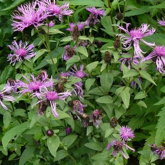 Centaurea 'Caramia'