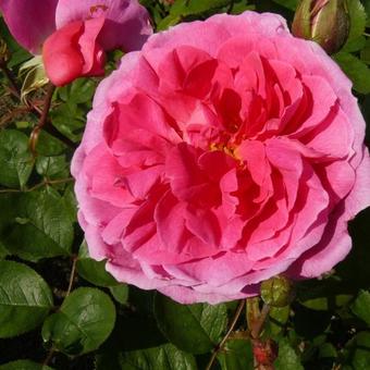 Rosa 'John Clare'