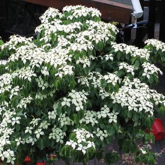 Cornus kousa var. chinensis