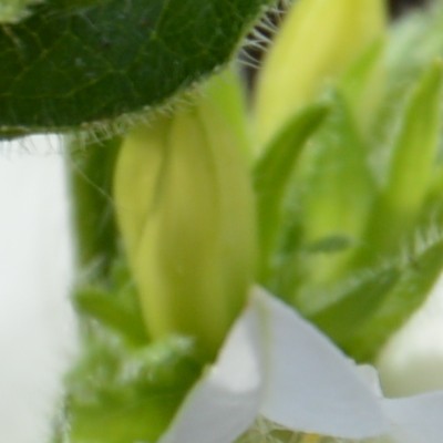 Kluwenklokje - Campanula glomerata 'Alba'