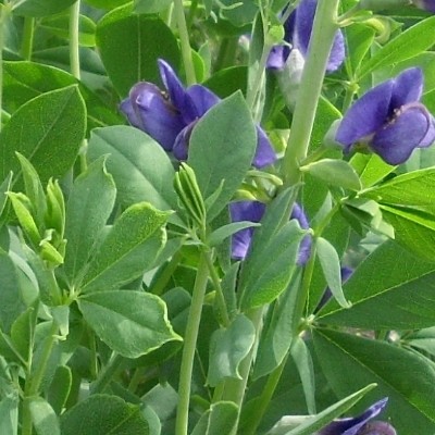 Valse indigo - Baptisia