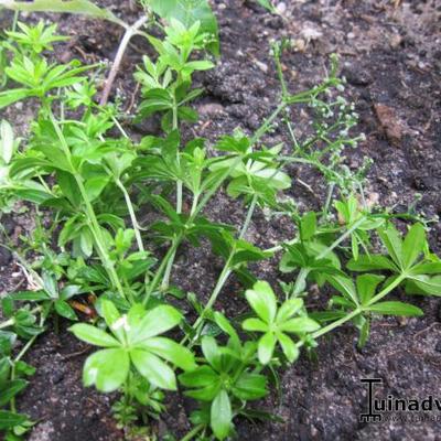 Onzelievevrouwebedstro, - Galium odoratum