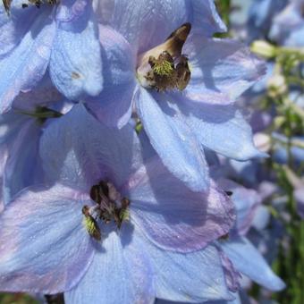 Delphinium 'MAGIC FOUNTAIN'