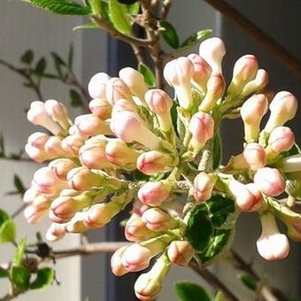 Viburnum x burkwoodii 'Anne Russell'