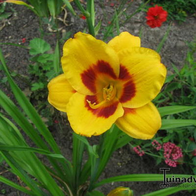 Daglelie - Hemerocallis  'Black Eyed Susan'