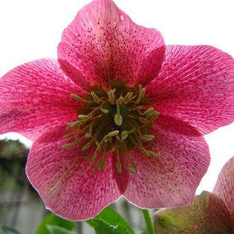 Helleborus orientalis 'Joy Hybrids'