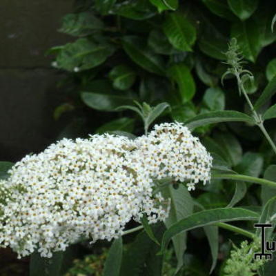 Vlinderstruik - Buddleja davidii 'Nanho White'