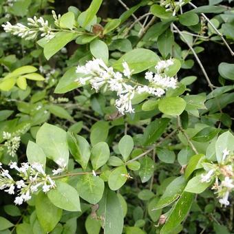 Ligustrum ovalifolium