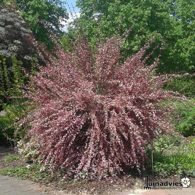 Brem - Cytisus x boskoopii 'Hollandia'