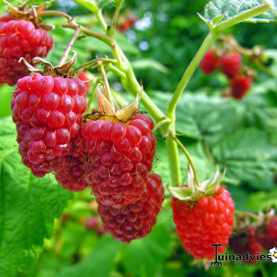 Zomerframboos - Rubus idaeus 'Glen Ample'