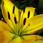 Lilium 'Yellow County' - Lelie