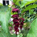 Leycesteria formosa 'Purple Rain' - Fazantenbes, Karamelbes, Grootmoeders oorbel