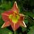 Hemerocallis 'Gaucho'