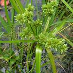 Cyperus alternifolius - Parapluplant