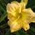 Hemerocallis 'Gaucho'