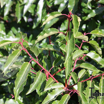 Portugese Laurier - Prunus lusitanica 