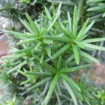 Taxus baccata 'Fastigiata Robusta'