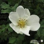 Rosa spinosissima - Duinroos - Rosa spinosissima