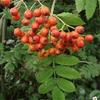 Lijsterbes - Sorbus aucuparia