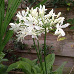 Agapanthus 'Bianca Perla' - Afrikaanse lelie