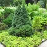 Picea glauca 'Sanders Blue' - Witte spar