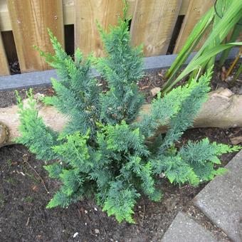 Chamaecyparis lawsoniana 'Wisselii'