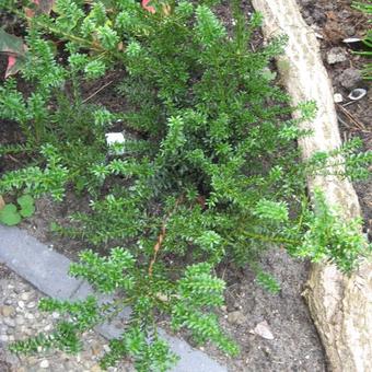 Podocarpus 'Chocolate Box'