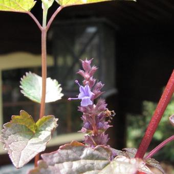 Agastache rugosa 'After Eight'